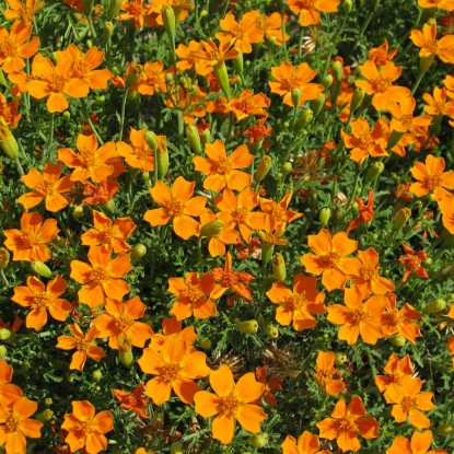 Picture of Tagetes Gem Types - Tangerine